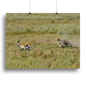 Cheetah Hunting Canvas Print or Poster (Type: Standard Framed Canvas Print, size: 12" x 8" / 30cm x 20cm (approx))